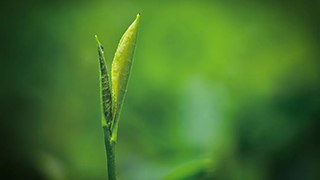 這片樹葉，改變了世界！