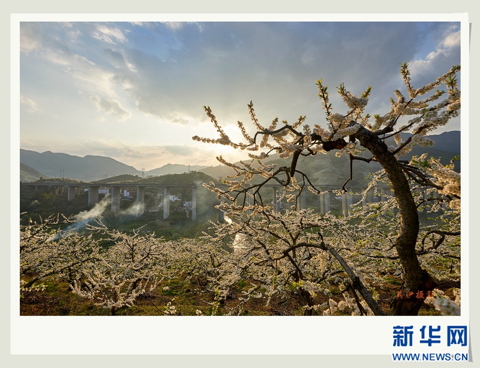 李花白，彩霞紅，春意濃
