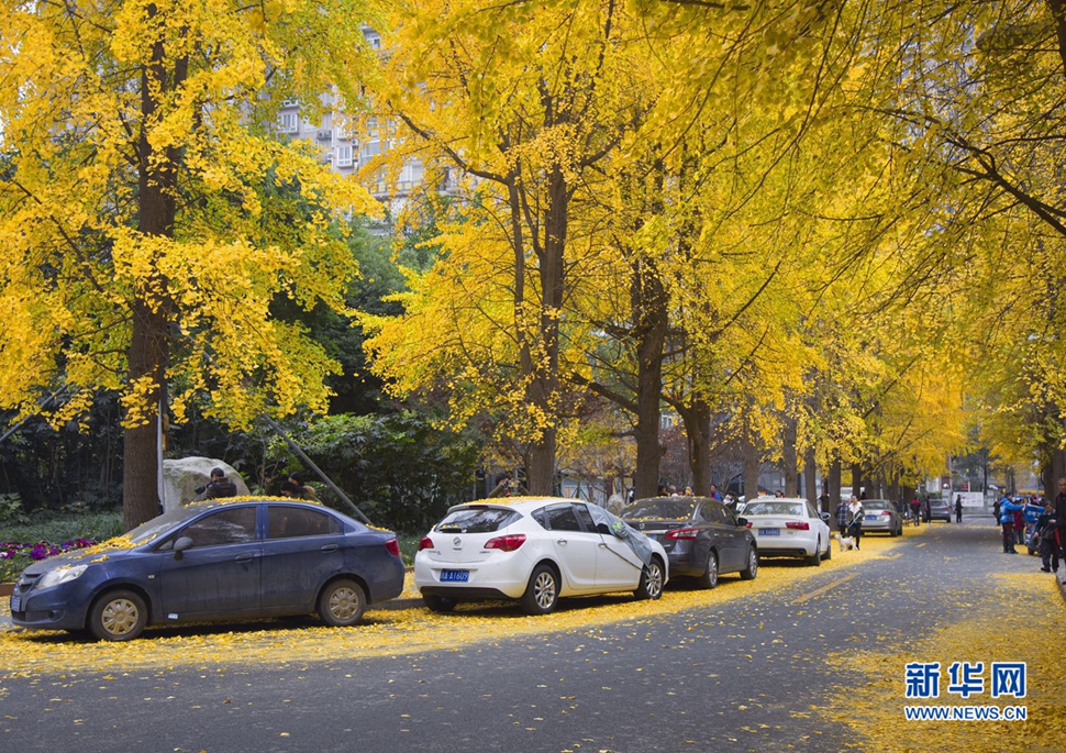 冬日暖陽(yáng)，成都的銀杏已滿(mǎn)地