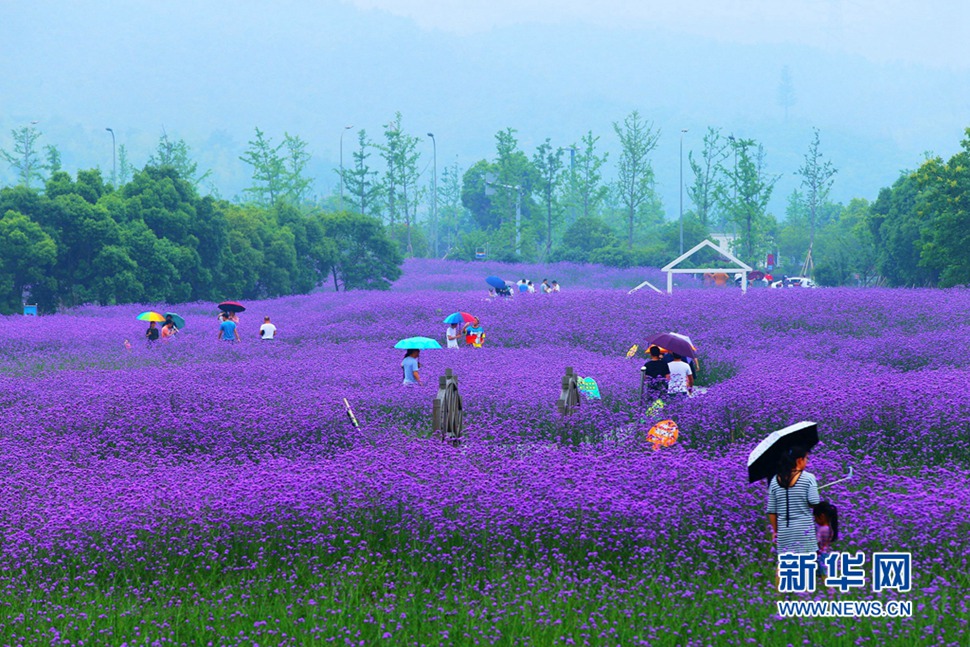 雨中游蓀湖花海，美翻了！