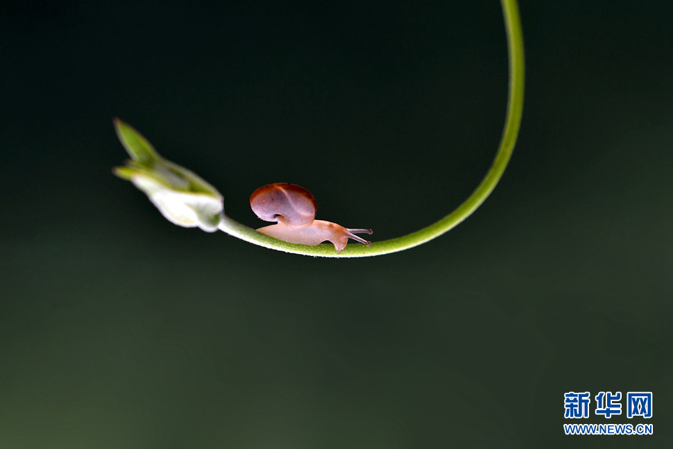 院子里的小蟲(chóng)