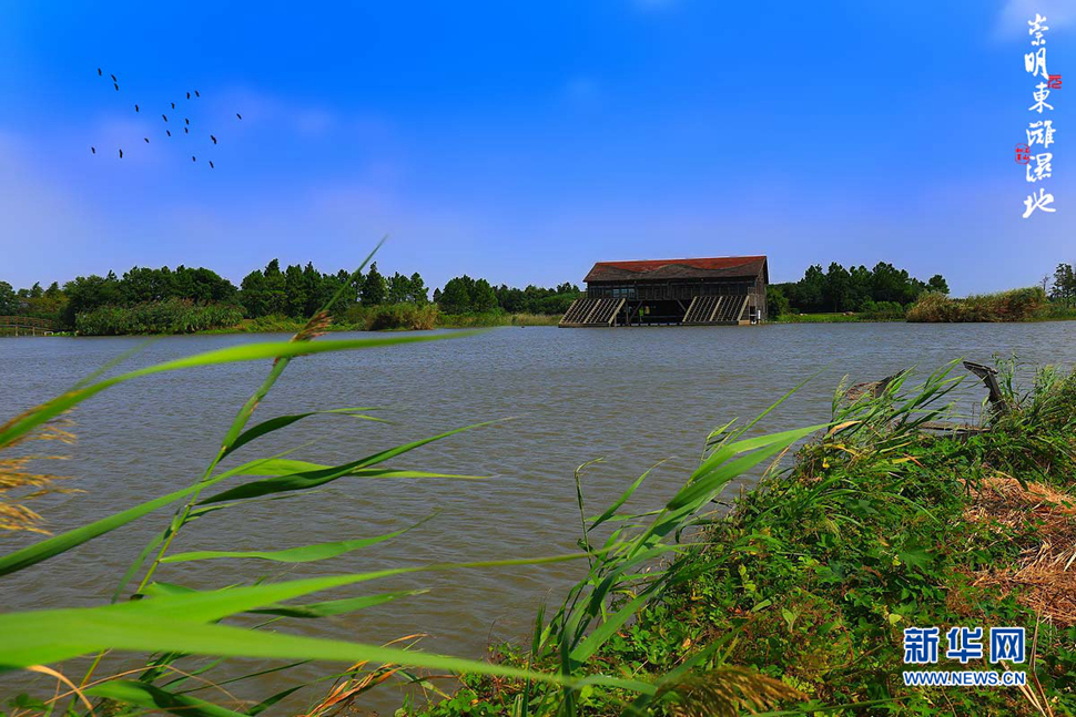 崇明東灘濕地