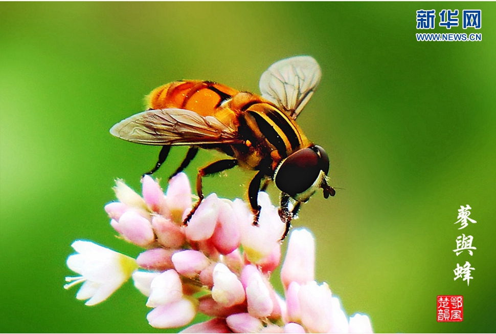蓼與蜂、蜘蛛