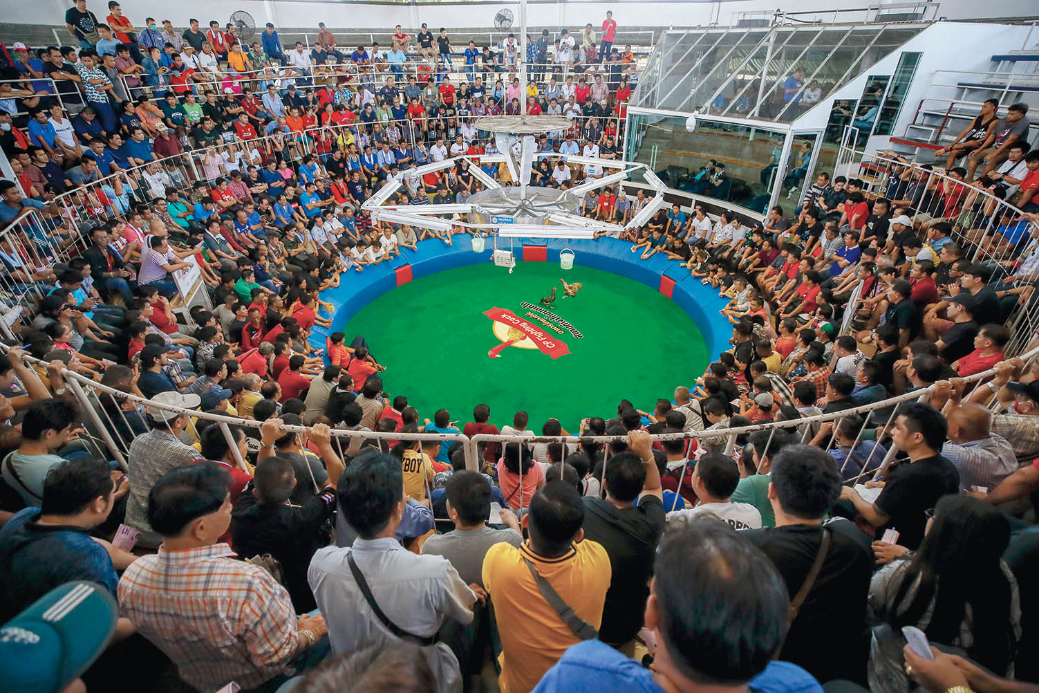 我在國(guó)外看斗雞