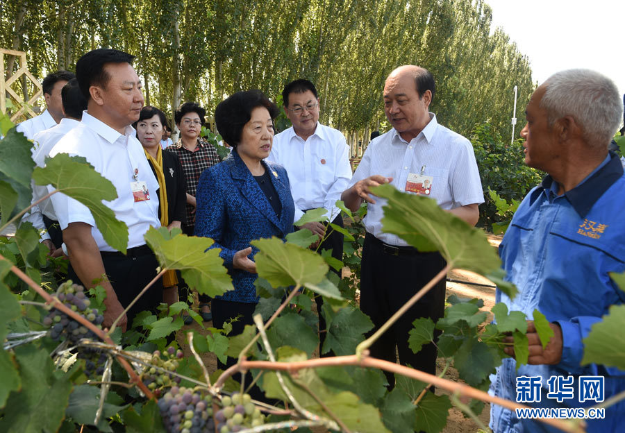 8月9日，中共中央政治局委員、中央統(tǒng)戰(zhàn)部部長、中央代表團副團長孫春蘭率中央代表團三分團，先后赴內蒙古自治區(qū)烏海市、阿拉善盟看望各族干部群眾。這是孫春蘭在烏海市漢森酒業(yè)集團的葡萄種植園了解葡萄種植情況。新華社記者 任軍川 攝
