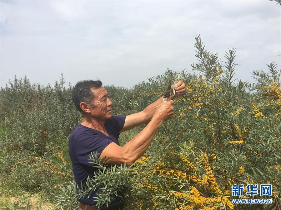 （新華全媒頭條·在習(xí)近平新時(shí)代中國特色社會(huì)主義思想指引下——新時(shí)代新作為新篇章·圖文互動(dòng)）（9）綠富同興畫卷在沙海中鋪展——庫布其沙漠生態(tài)治理紀(jì)實(shí)