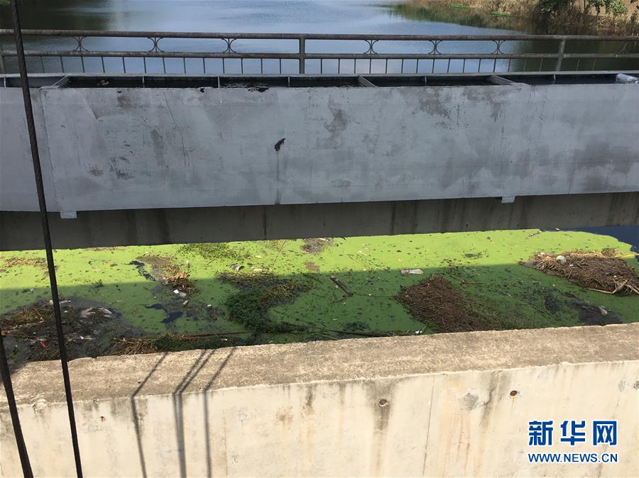 （新華視點·圖文互動）（2）上游洪水來襲下游魚蟹死亡，泄洪為何變泄污？