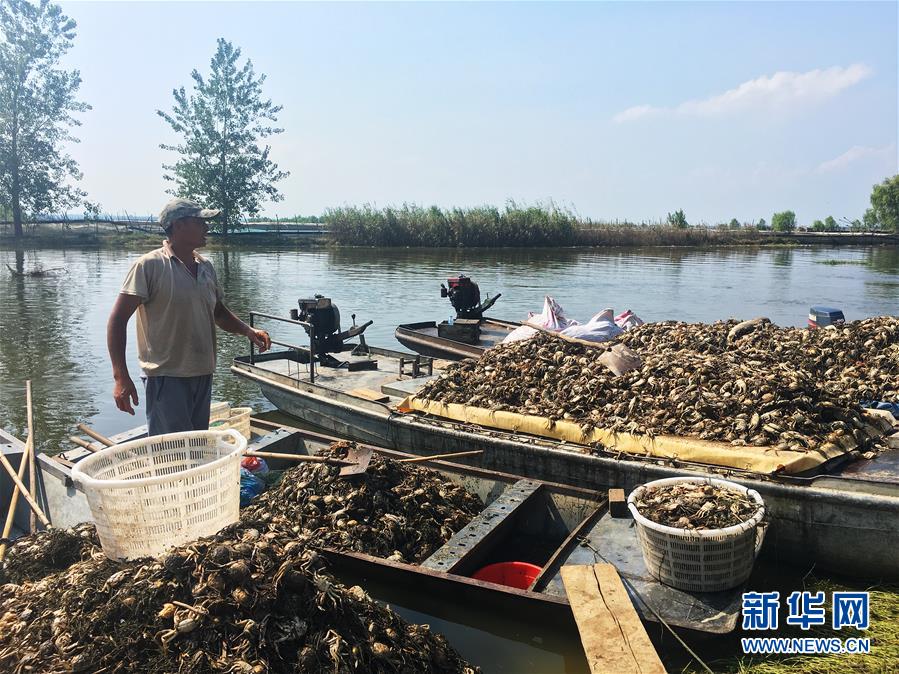 （新華視點·圖文互動）（1）上游洪水來襲下游魚蟹死亡，泄洪為何變泄污？