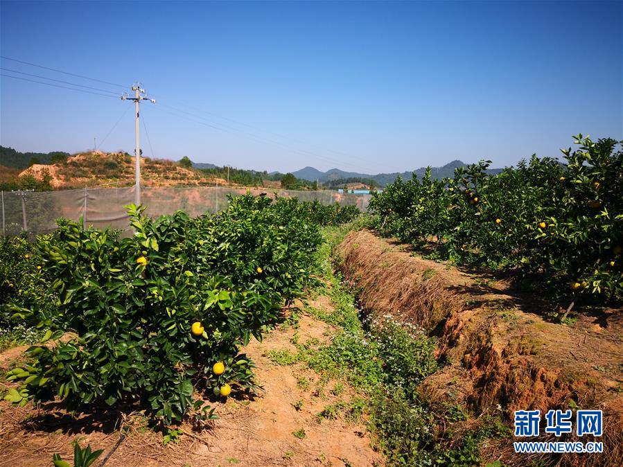 （在習(xí)近平新時(shí)代中國特色社會主義思想指引下·慶祝改革開放40周年·協(xié)調(diào)發(fā)展·圖文互動）（4）臍橙“三變”見證40年變遷