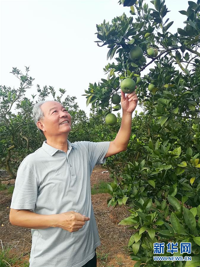 （在習(xí)近平新時(shí)代中國特色社會主義思想指引下·慶祝改革開放40周年·協(xié)調(diào)發(fā)展·圖文互動）（5）臍橙“三變”見證40年變遷