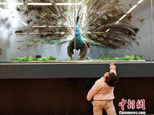 圖為展覽現(xiàn)場(chǎng)?！『h(yuǎn)航 攝