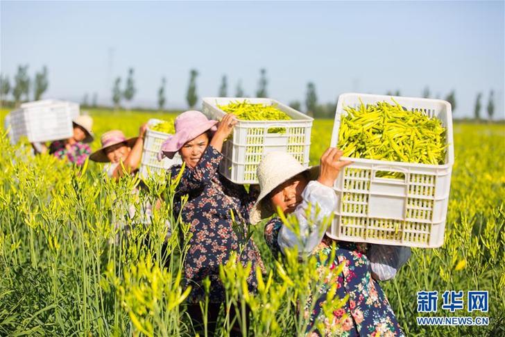 （在習(xí)近平新時(shí)代中國特色社會主義思想指引下——新時(shí)代新作為新篇章·鄉(xiāng)村振興戰(zhàn)略·圖文互動(dòng)）（1）一株忘憂草，萬家喜眉梢——山西省大同市云州區(qū)黃花產(chǎn)業(yè)扶貧觀察