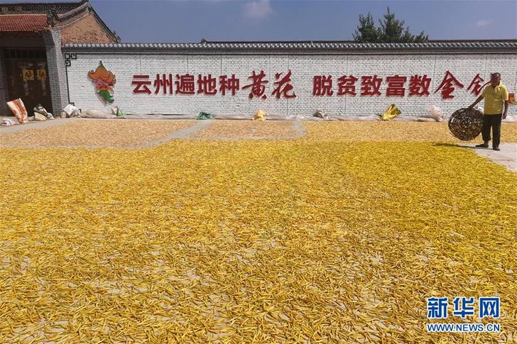 （在習(xí)近平新時(shí)代中國特色社會主義思想指引下——新時(shí)代新作為新篇章·鄉(xiāng)村振興戰(zhàn)略·圖文互動(dòng)）（2）一株忘憂草，萬家喜眉梢——山西省大同市云州區(qū)黃花產(chǎn)業(yè)扶貧觀察