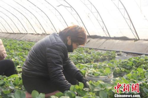 正值隆冬時節(jié)，山西省長治市長子縣天寒地凍，最低氣溫已有零下十幾度，當(dāng)?shù)氐氖卟舜笈飪?nèi)卻“春意盎然”、生機(jī)勃勃?！⊥蹙S寧 攝