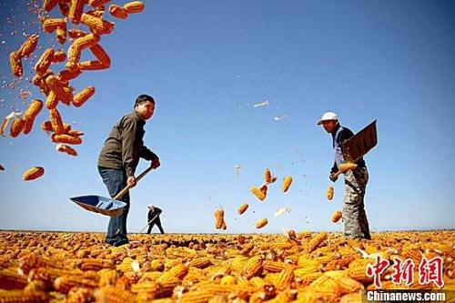 資料圖。農(nóng)民揮動(dòng)鐵锨晾曬玉米，使得滿地盡帶“黃金甲”，成為一道靚麗的風(fēng)景線。趙琳 攝
