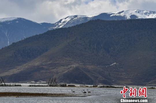 圖為在納帕海濕地棲息的候鳥。　劉冉陽(yáng) 攝
