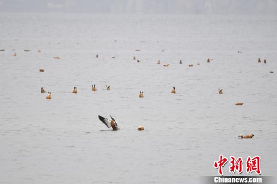圖為在納帕海濕地棲息的候鳥?！⑷疥?yáng) 攝