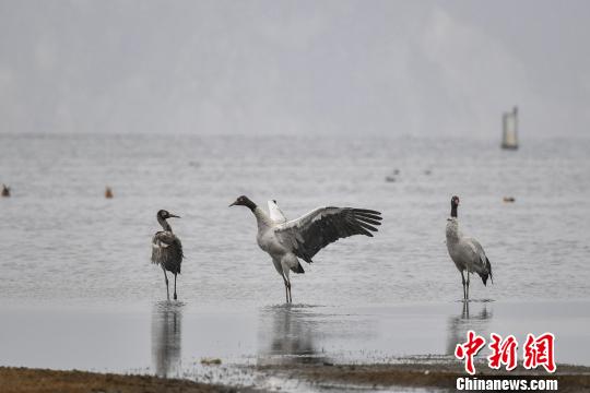 圖為在納帕海濕地棲息的黑頸鶴。　劉冉陽(yáng) 攝