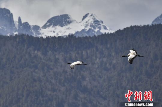 圖為在納帕海濕地上空飛翔的黑頸鶴?！⑷疥?yáng) 攝