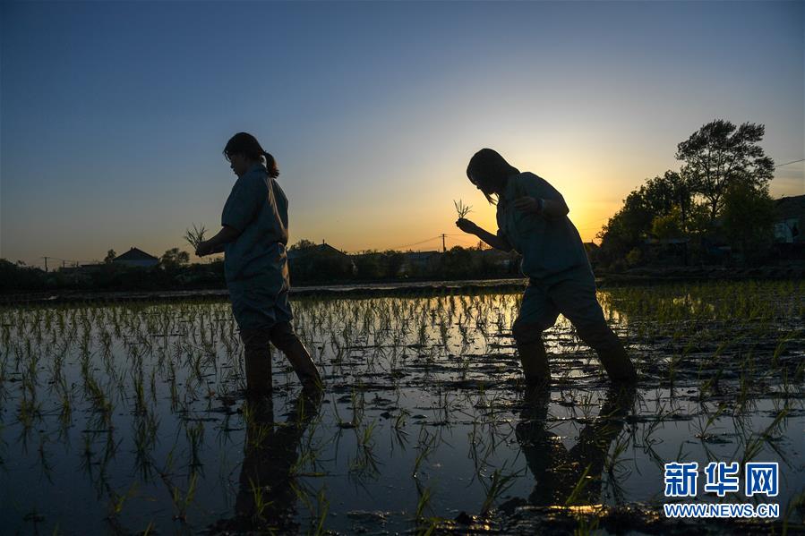 （在習近平新時代中國特色社會主義思想指引下&mdash;&mdash;新時代新作為新篇章&middot;圖文互動）（2）大學生種田讓農(nóng)民&ldquo;老把式&rdquo;開了眼&mdash;&mdash;吉林長白山下的稻田新事