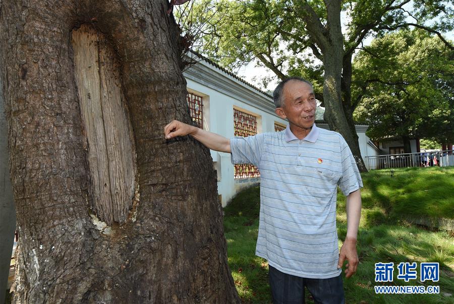 （壯麗70年·奮斗新時代——記者再走長征路·圖文互動）（2）“紅軍樹”下憶初心、守初心