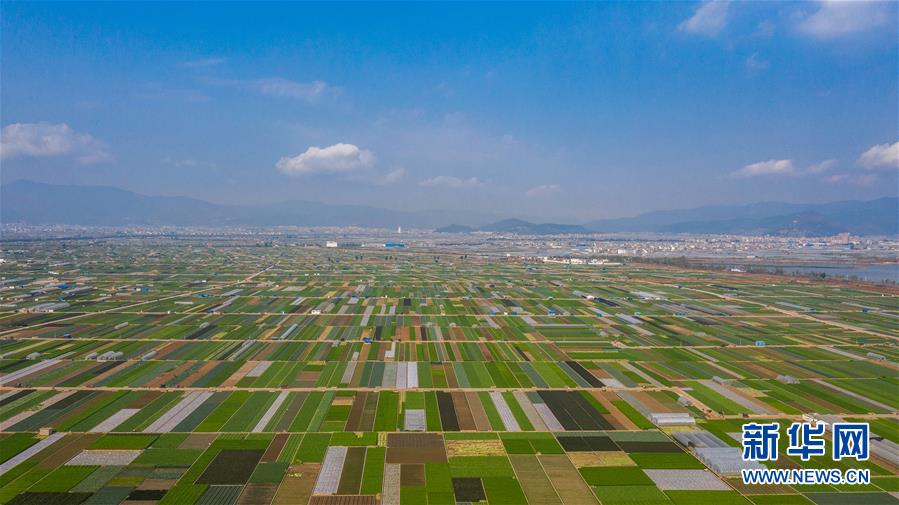 （抓好春耕備耕 穩(wěn)住農(nóng)業(yè)生產(chǎn)·圖文互動(dòng)）（5）“栽種的是菜苗，收獲的是希望”——云南蔬菜集散地通?？h春耕見聞 