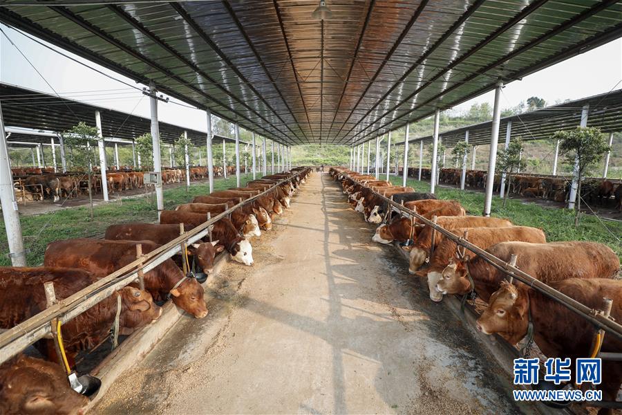 （圖文互動）（4）疏通產(chǎn)業(yè)鏈堵點 保障&ldquo;菜籃子&rdquo;供應(yīng)&mdash;&mdash;重慶養(yǎng)殖大區(qū)力促養(yǎng)殖業(yè)補損復產(chǎn)