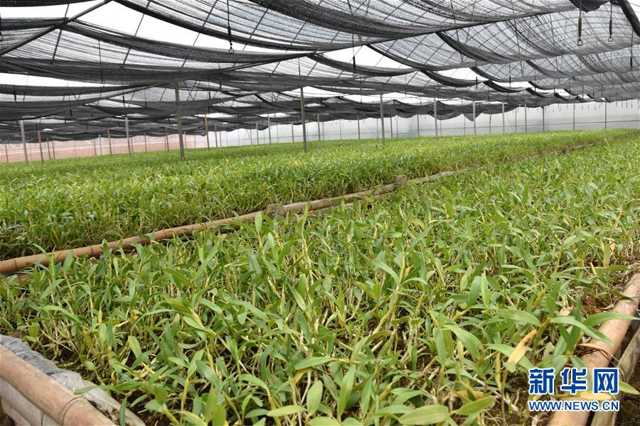 （決戰(zhàn)決勝脫貧攻堅·圖文互動）（1）這個脫貧縣的石頭為何比土金貴？
