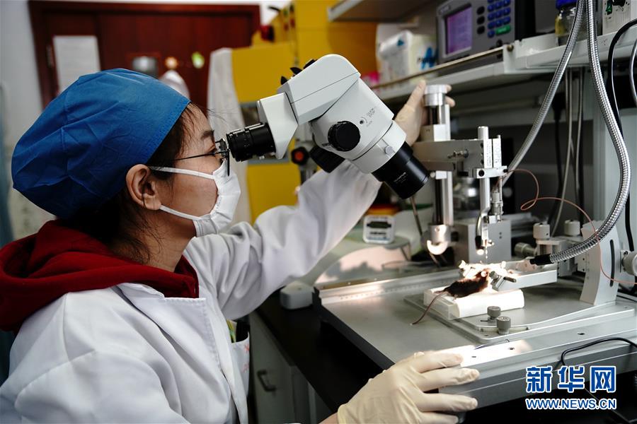 （圖文互動(dòng)）（2）攻擊行為如何被大腦控制？科學(xué)家在小鼠大腦中發(fā)現(xiàn)“調(diào)節(jié)開(kāi)關(guān)”