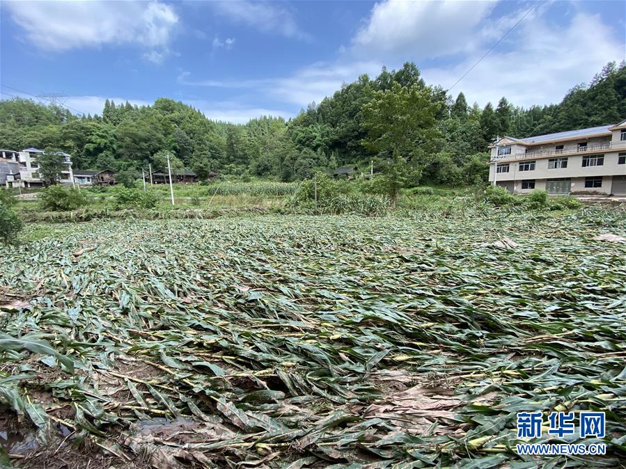 （防汛抗洪·圖文互動）（4）山洪襲來前，澧水河畔大轉(zhuǎn)移
