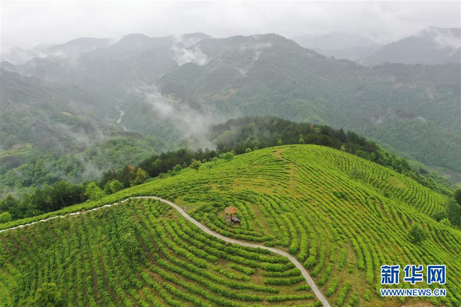 （走向我們的小康生活·圖文互動）（8）綠了青山，紅了日子——秦巴山區(qū)群眾繪出小康“調(diào)色板”