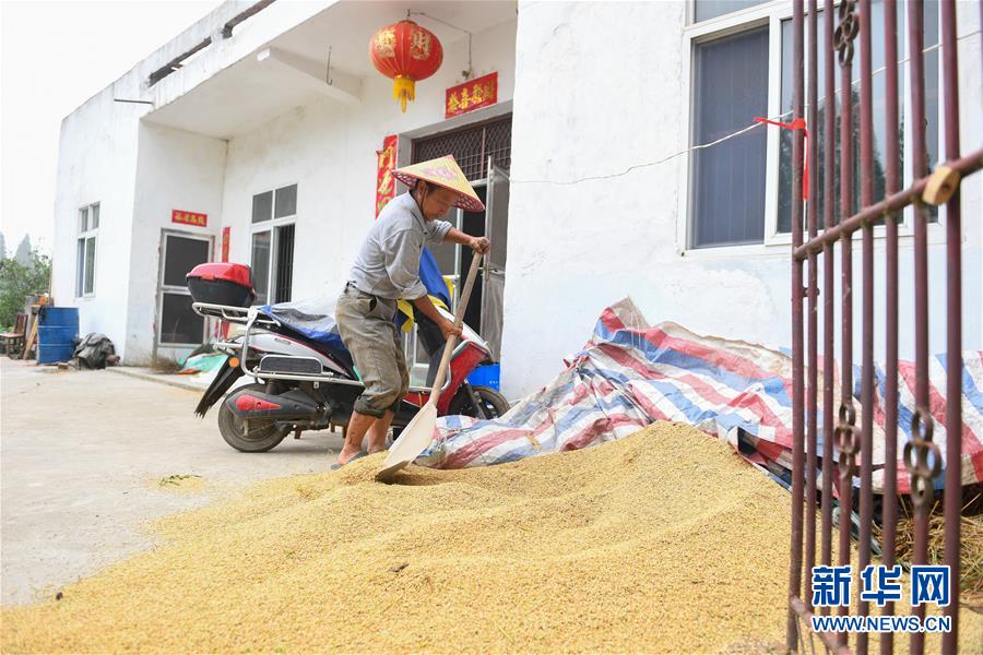 （新華視點·聚焦餐桌外的浪費·圖文互動）（2）農(nóng)戶儲糧損失達(dá)8%！設(shè)施普遍簡陋，蟲害霉變堪憂