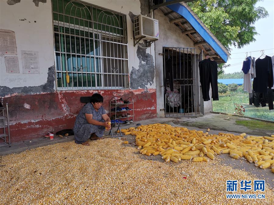 （新華視點·聚焦餐桌外的浪費·圖文互動）（3）農(nóng)戶儲糧損失達(dá)8%！設(shè)施普遍簡陋，蟲害霉變堪憂