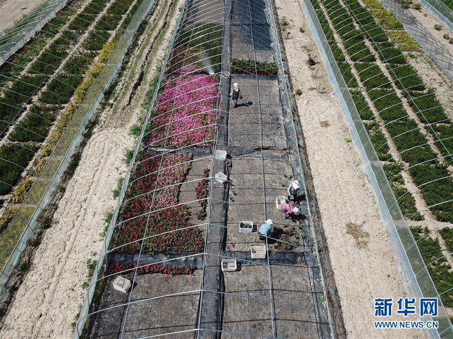 （新華全媒頭條·走向我們的小康生活·圖文互動）（1）“苦甲”不再，“甘味”綿長——脫貧攻堅的甘肅味道