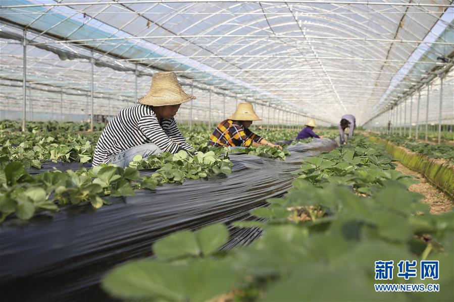 （新華全媒頭條·決戰(zhàn)決勝脫貧攻堅·督戰(zhàn)未摘帽貧困縣·圖文互動）（12）不獲全勝，決不收兵——全國52個掛牌督戰(zhàn)貧困縣脫貧攻堅紀(jì)實(shí)