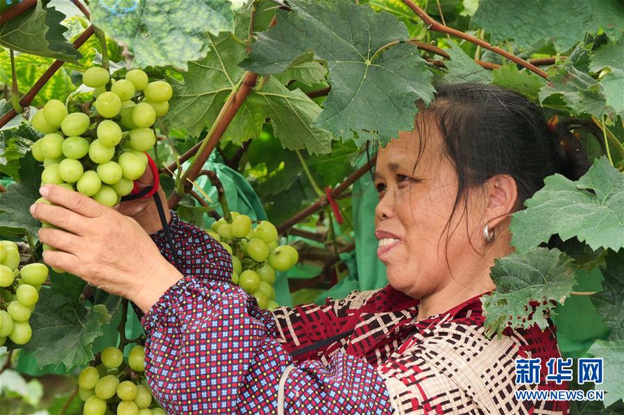 （決戰(zhàn)決勝脫貧攻堅·圖文互動）（2）同飲一江水 攜手“斬窮根”——深圳對口廣西河池、百色扶貧協(xié)作見聞