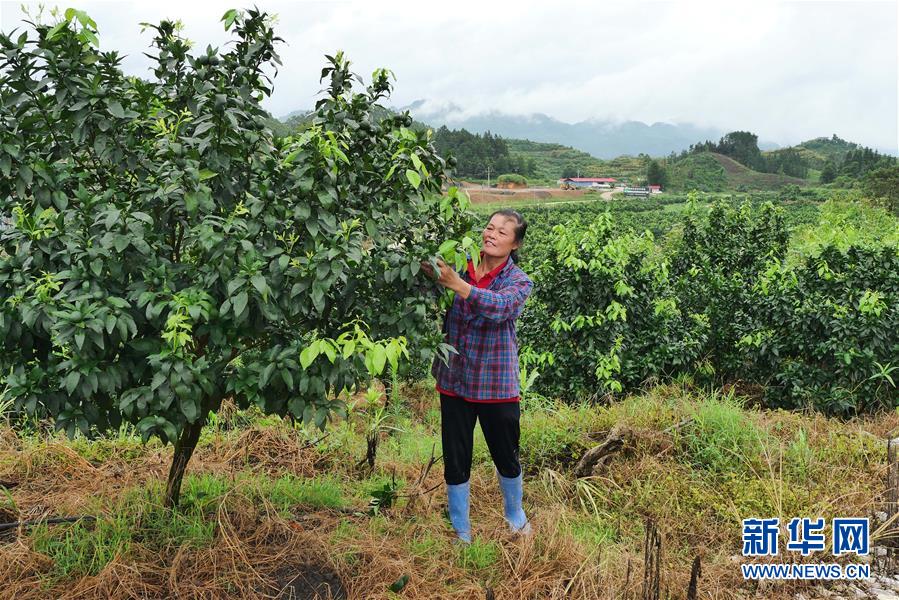 （決戰(zhàn)決勝脫貧攻堅·圖文互動）（10）同飲一江水 攜手“斬窮根”——深圳對口廣西河池、百色扶貧協(xié)作見聞