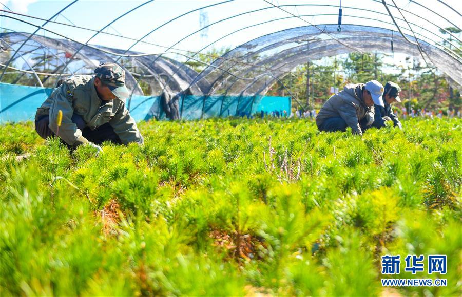 （在習近平新時代中國特色社會主義思想指引下——新時代新作為新篇章·習近平總書記關(guān)切事·圖文互動）（8）綠意，在黃沙中鋪展——我國防沙治沙紀實