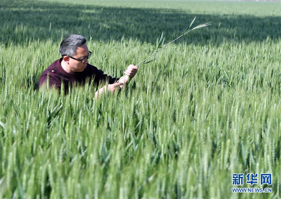 （在習(xí)近平新時(shí)代中國特色社會(huì)主義思想指引下——新時(shí)代新作為新篇章·習(xí)近平總書記關(guān)切事·圖文互動(dòng)）（5）新農(nóng)事、新希望——夏收前田間新動(dòng)態(tài)掃描