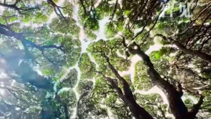 樹木為何會相互“禮讓”？