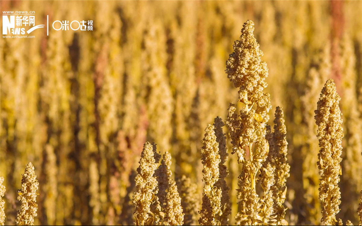 藜麥有極強(qiáng)的環(huán)境適應(yīng)能力和低成本、高回報(bào)的種植模式