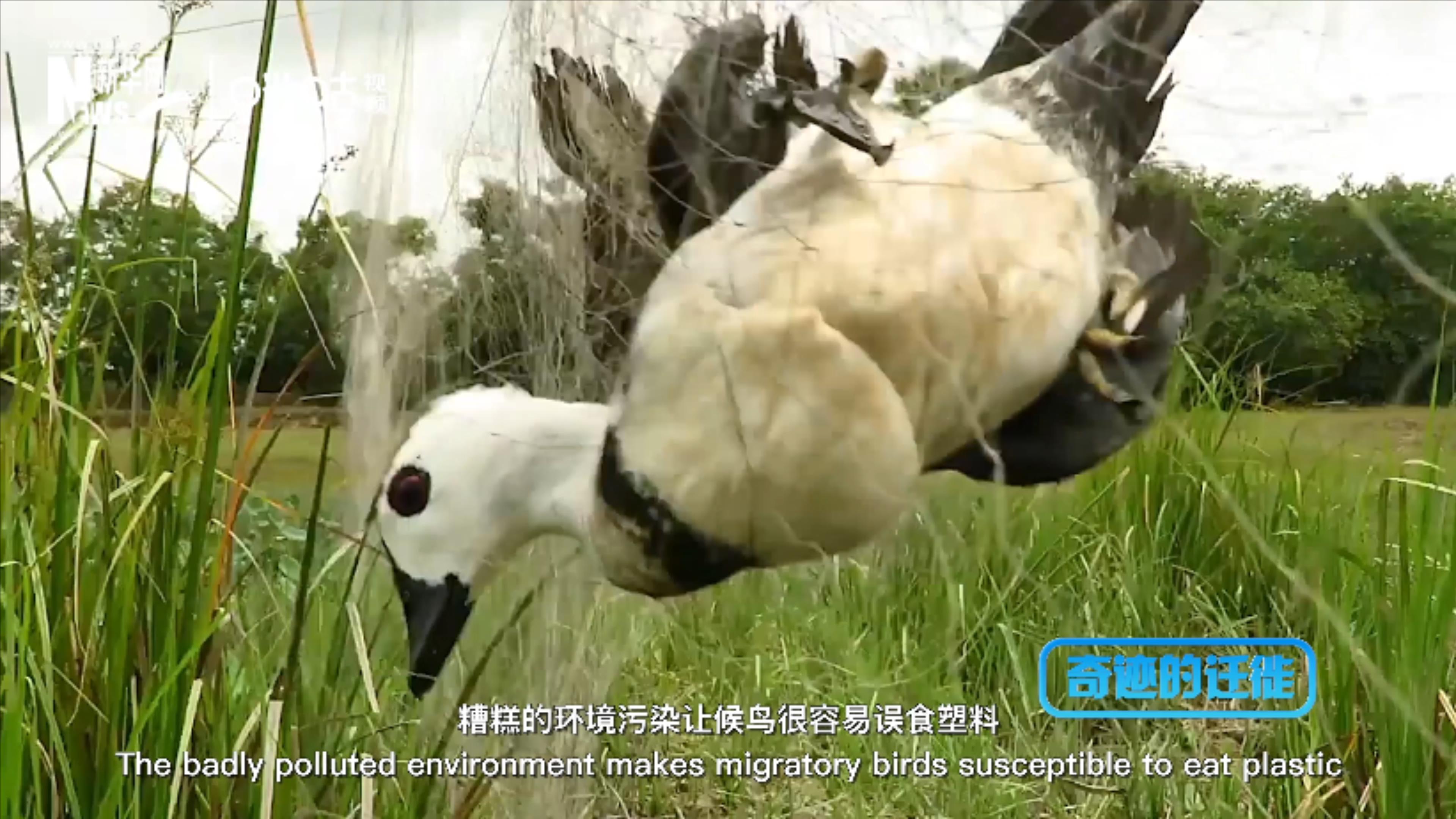 棲息地減少、環(huán)境污染、捕殺正威脅著候鳥的生存