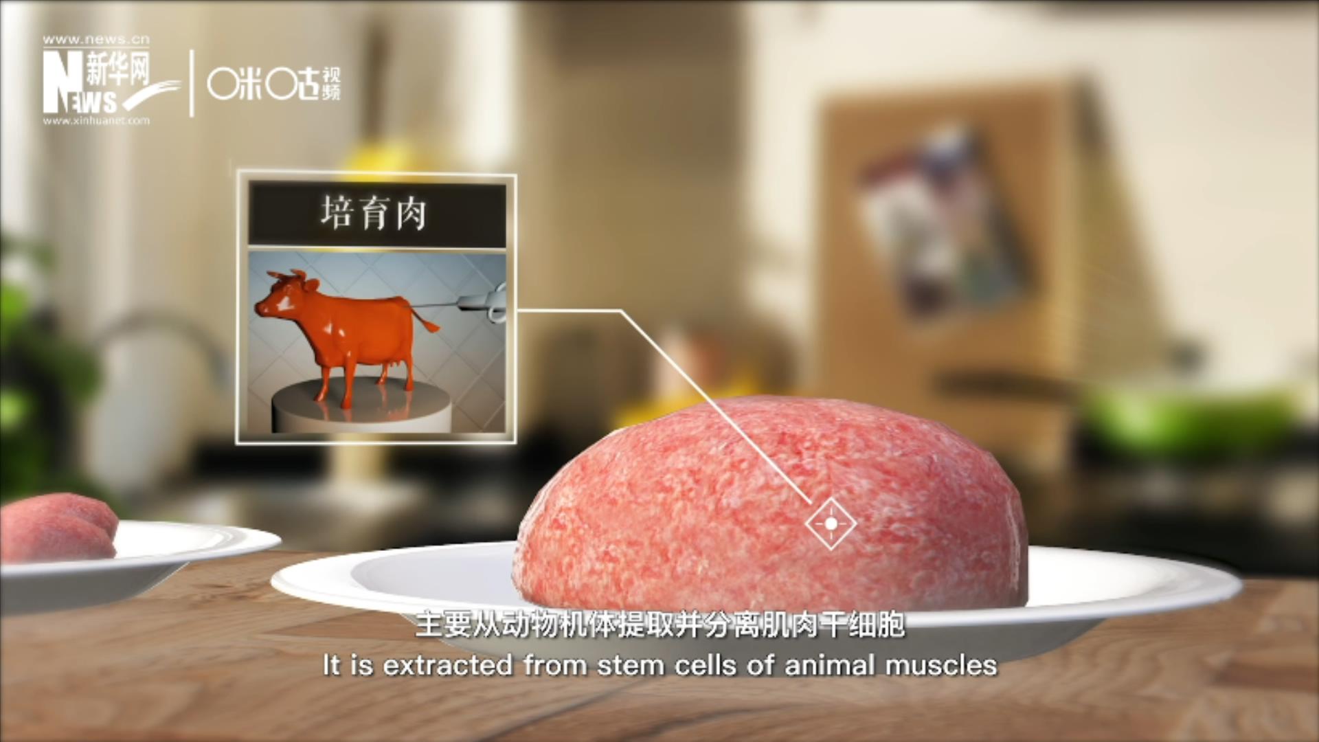 培育肉主要是從動物機體提取并分離肌肉干細胞，在實驗室里培養(yǎng)而成