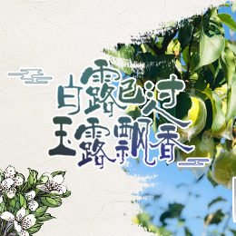 白露已過，玉露飄香
