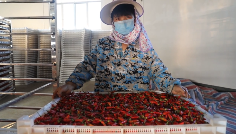 你怎么“辣”么好看！小辣椒映紅脫貧路