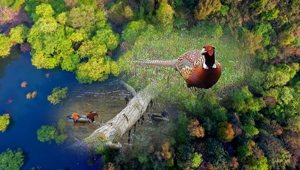 世界地球日丨神奇珍稀動物在哪里？車八嶺國家級自然保護區(qū)走一波