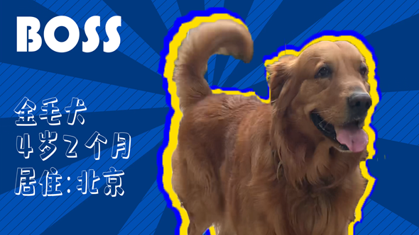 有效拴繩&科學(xué)遛狗——如何文明養(yǎng)犬？“撿屎官”們快看過來！