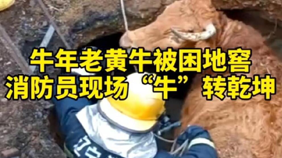 牛年老黃牛被困地窖，消防員現(xiàn)場(chǎng)“牛”轉(zhuǎn)乾坤！