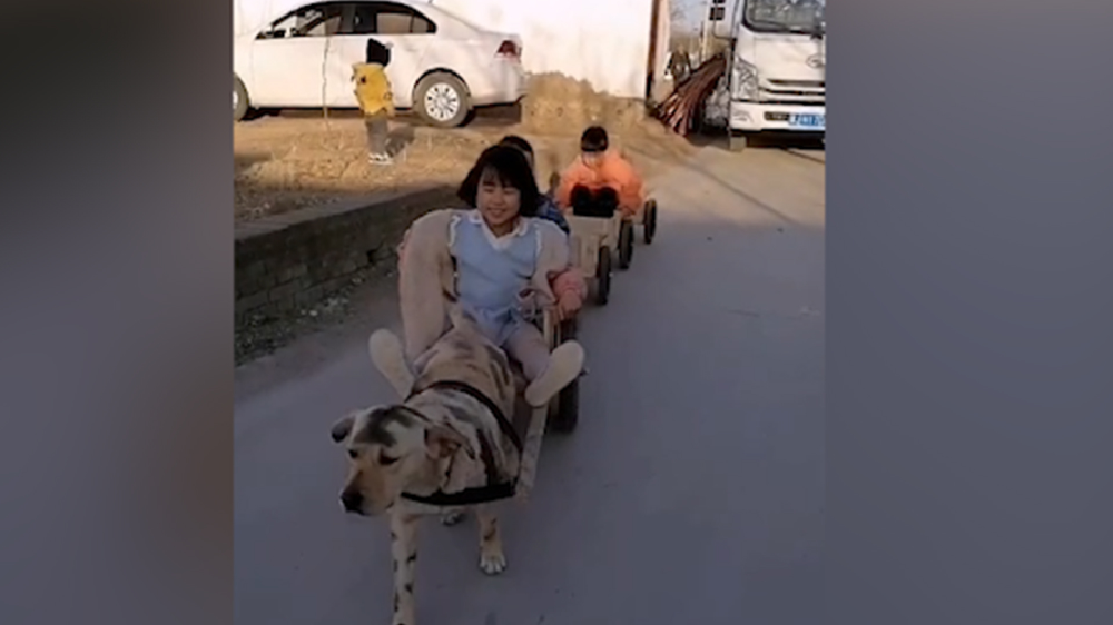 男子給孩子做縮小版小火車，家里的狗狗做動(dòng)力拉著孩子上學(xué)