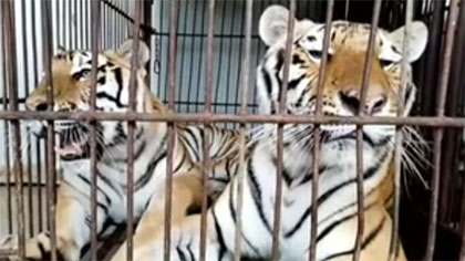 專家分析：老虎咬死飼養(yǎng)員事件 暴露哪些問(wèn)題？